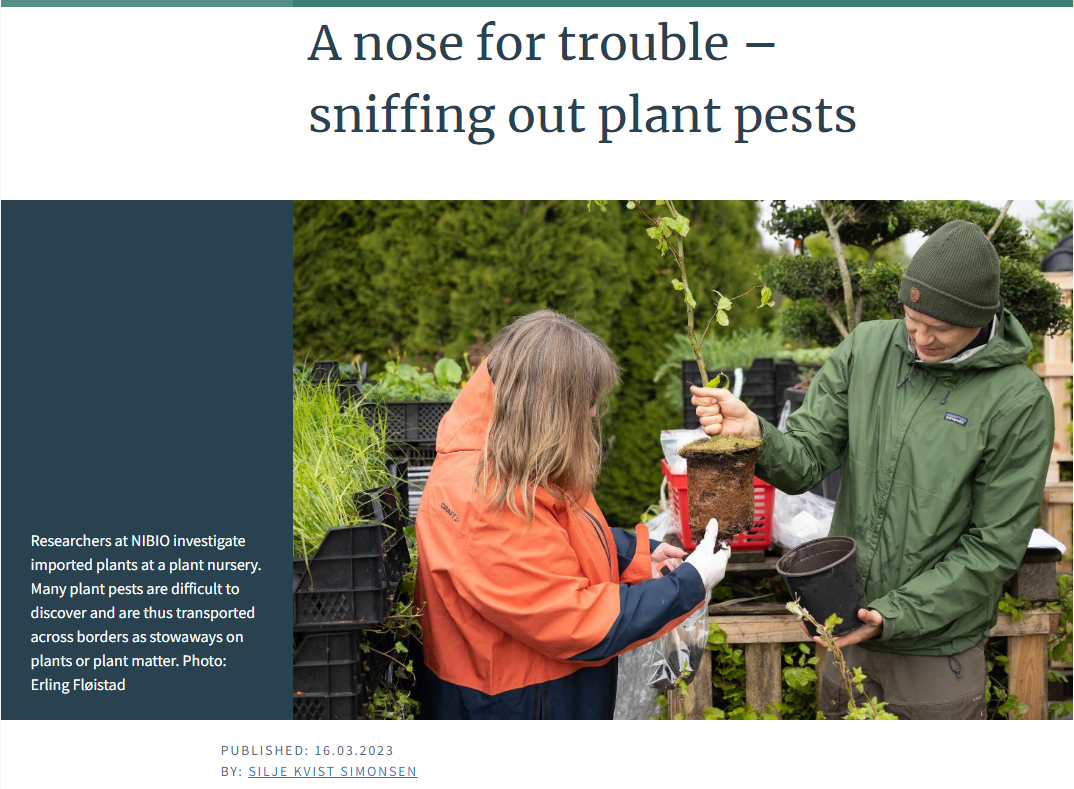 A nose for trouble – sniffing out plant pests