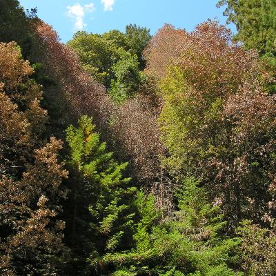 Notholithocarpus densiflorus