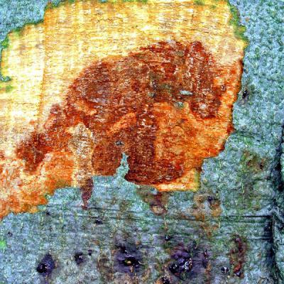 Collar rot lesion of European beech (Fagus sylvatica)