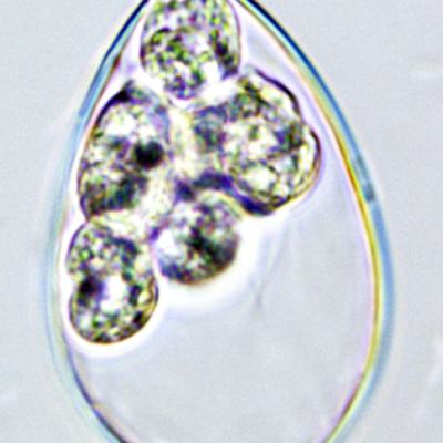 Caducous (airborne) sporangium of a Phytophthora ramorum isolate from Vietnam releasing zoospores. 