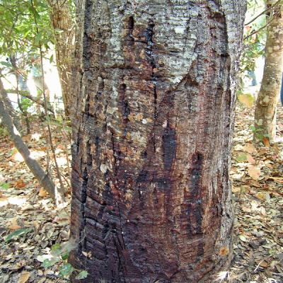 Bleeding bark lesions