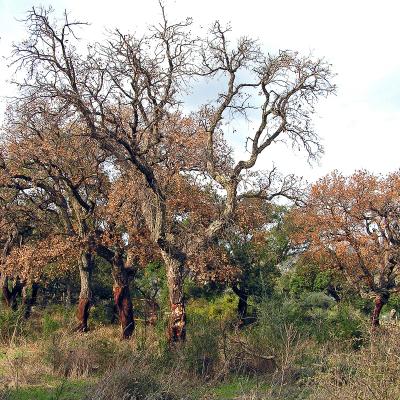 Acute wilting and mortality of mature cork oak
