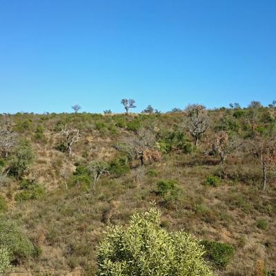 Extensive dieback and mortality of cork oak 