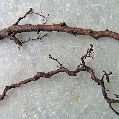 Small woody root of a mature declining Quercus robur tree