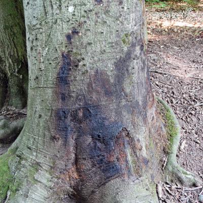 Bleeding collar rot lesion of European beech (Fagus sylvatica)