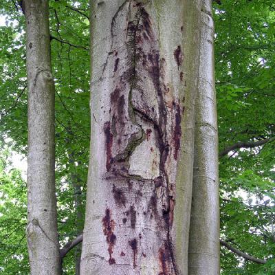 Aerial bleeding canker of European beech (Fagus sylvatica)