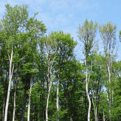 Severe decline of European beech (Fagus sylvatica)