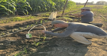 Ted Turlings conducting field experiments in Mexico